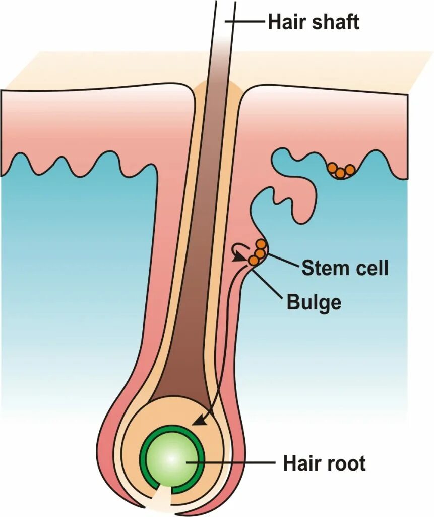 Зона Балдж у волоса. Стволовые клетки волосяного фолликула. Shaft волосы. Зона bulge волосяного фолликула.