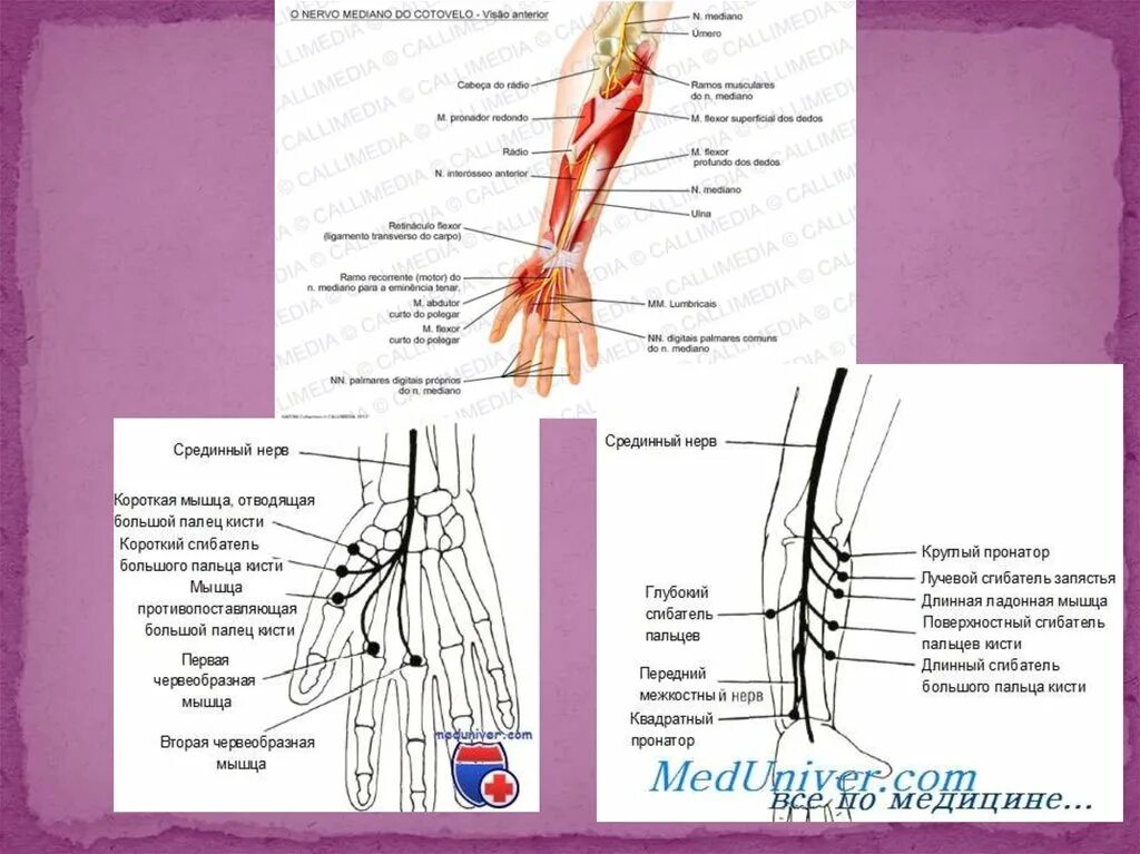 Нейропатия срединного нерва нерва. Срединный нерв нерв. Срединный нерв медунивер. Nervus medianus анатомия.