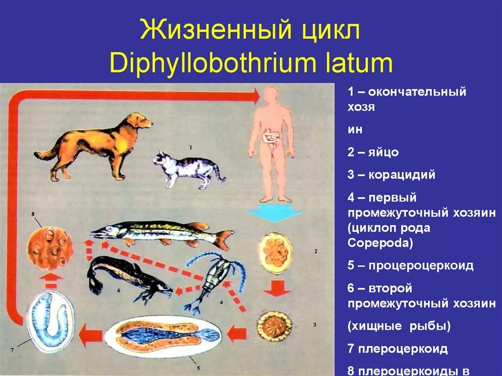 Жизненный цикл широкого лентеца. Diphyllobothrium latum промежуточный хозяин. Цикл широкого лентеца схема. Дифиллоботриум Латум жизненный цикл.