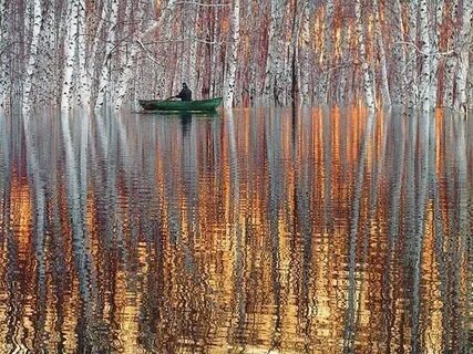 Весенняя вода разлилась затопив березовую рощу