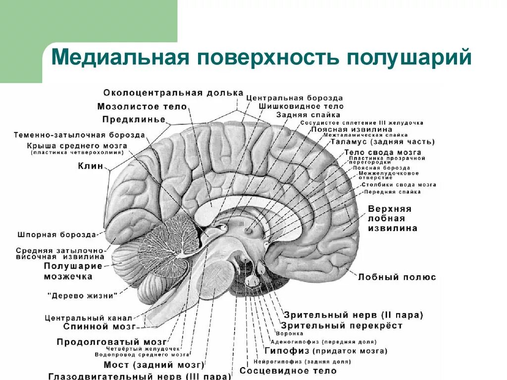 Латинское название мозга. Строение головного мозга медиальная поверхность. Медиальная поверхность полушария конечного мозга. Конечный мозг анатомия медиальная поверхность. Структура среднего мозга вид сбоку.