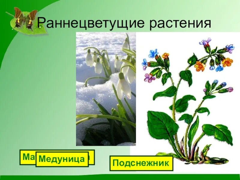 Названия раннецветущих растений окружающий мир 2 класс. Раннецветущие растения 2 класс окружающий. раннецветущее растение медуница. раннецветущие растения весной окружающий мир 2 класс. раннецветущие растения окружающий мир 2 класс.