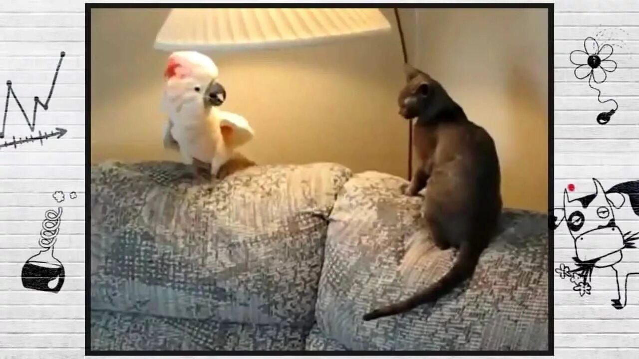 Ролик про попугая и кота. Смешные ролики про попугаев. Попугай и кот видео. Котенок и попугай. Кот дружит с попугаем.