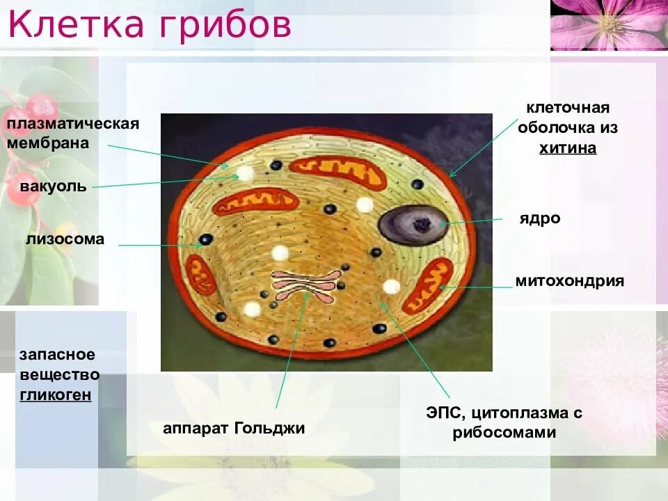 Грибные клетки покрыты снаружи клеточными. Мембрана клетка гриба строение. Структура строения клетки грибов. Мембрана грибной клетки строение. Строение плазматической мембраны грибной клетки.