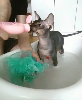 Моем сфинкса