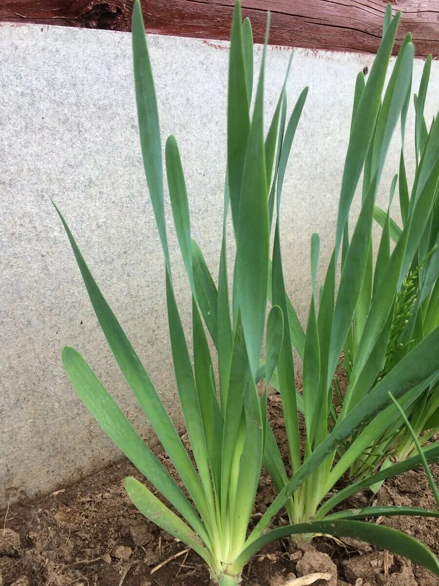 Пушистая трава. Растение похожее на перо. Пампас полевой. Пампасная трава пинк фезер. Nassella tenuissima.