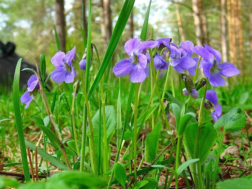 Фиалка душистая пармская. Фиалка душистая лесная. Лесные фиалки. Фиалка крийская. Лесные фиалки.