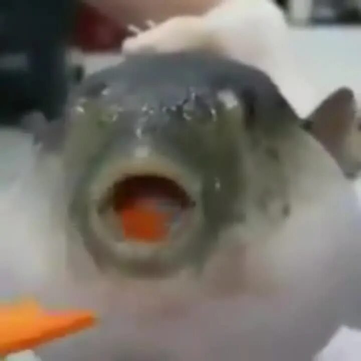 Fugu fish eats carrot. Рыба фугу. Рыба фугу мем. Рыба фугу aeugh. Рыба фугу мем.