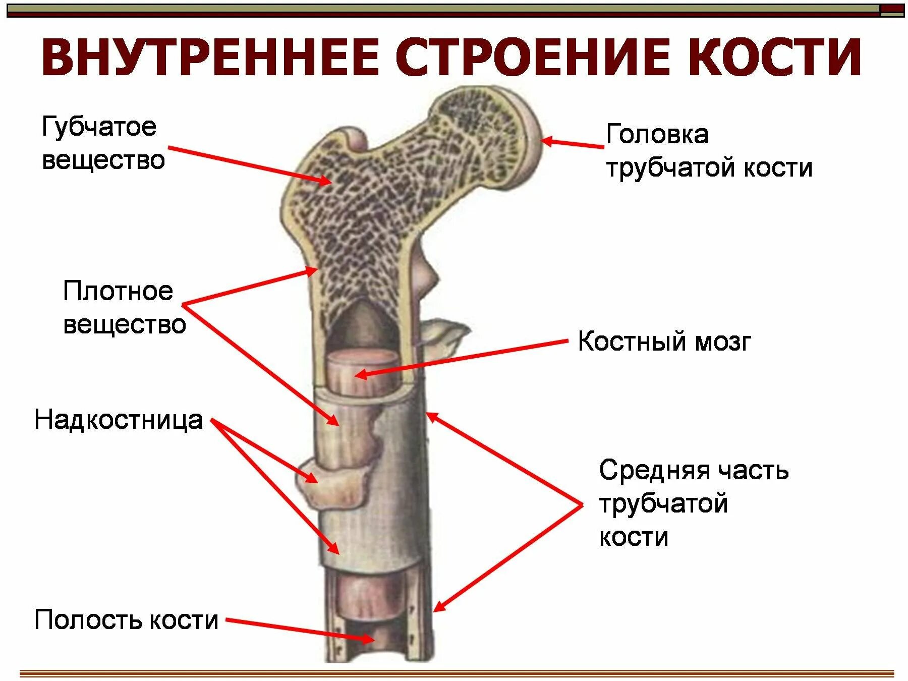 Какое строение имеют кости. Внешнее и внутреннее строение кости. Внутреннее строение трубчатой кости. Внешнее и внутреннее строение трубчатой кости. Внутреннее строение трубчатой кости рисунок.