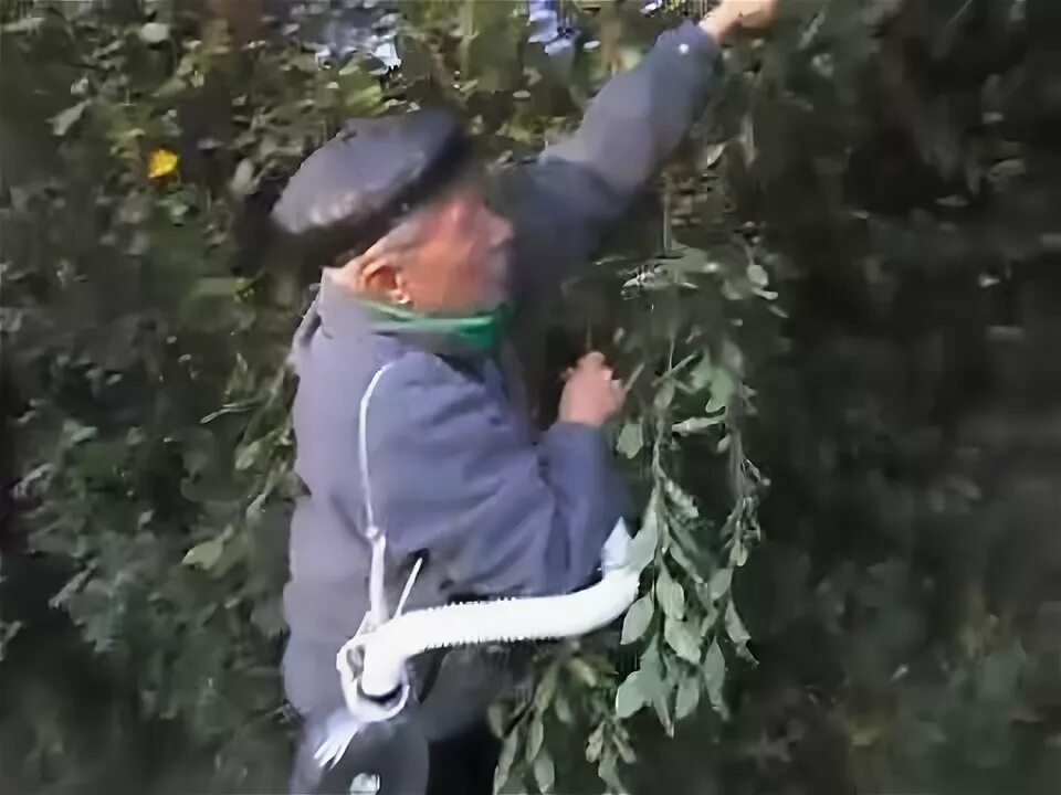 Как собрать черешню с верхних веток