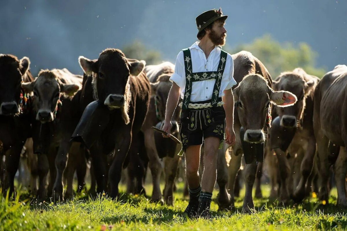 Пастухи гонят стадо. Йодль Швейцария пастухи. Пастух коров. Пасти коров. Стадо коров.