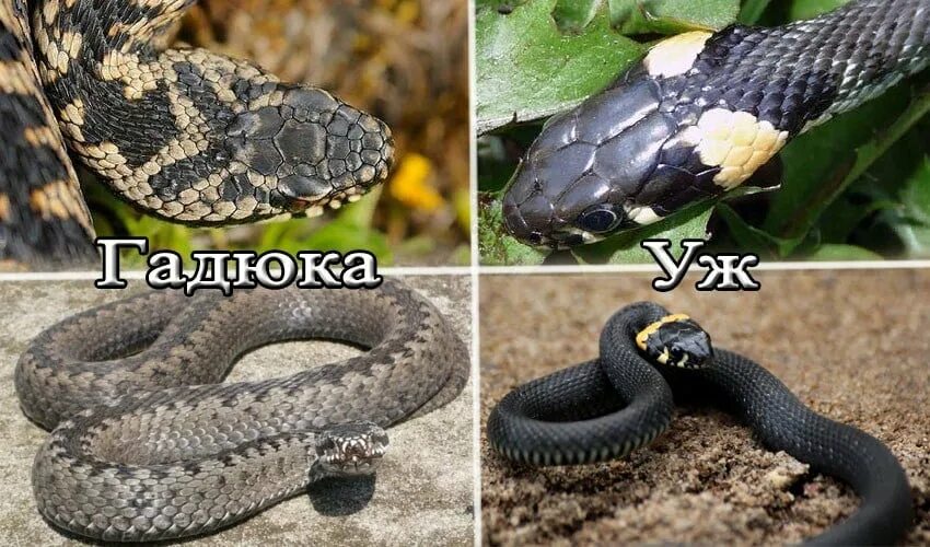 Какого типа змеи