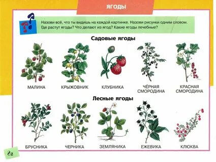 Слова связанные с ягодами