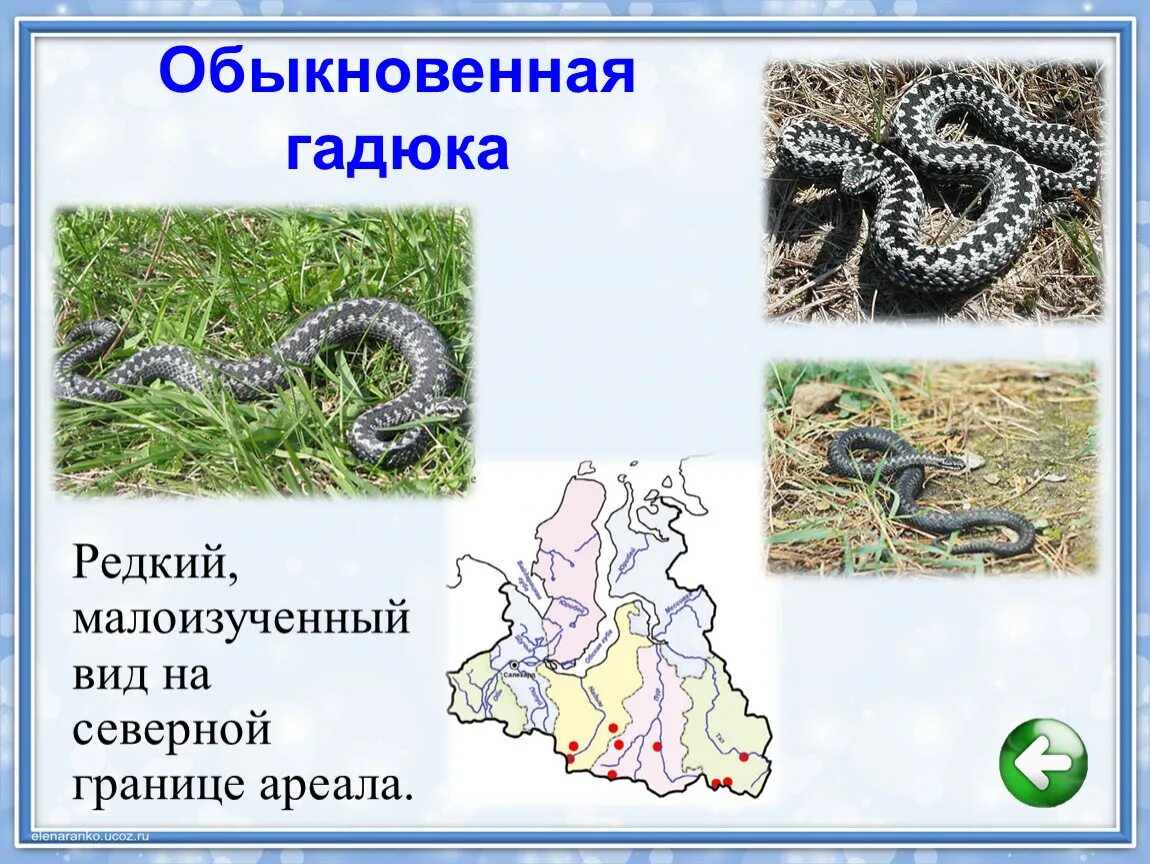 Тип развития гадюки обыкновенной. Гадюка ареал обитания. гадюка никольского (vipera nikolskii). распространение гадюки обыкновенного. классификация гадюки обыкновенной.