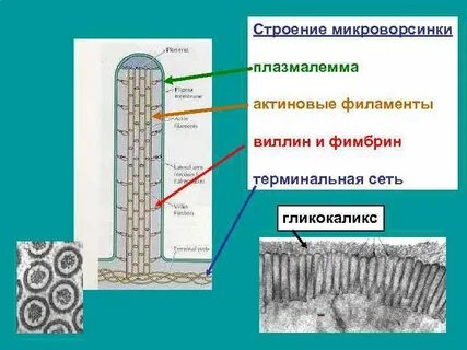Строение ресничек и микроворсинок