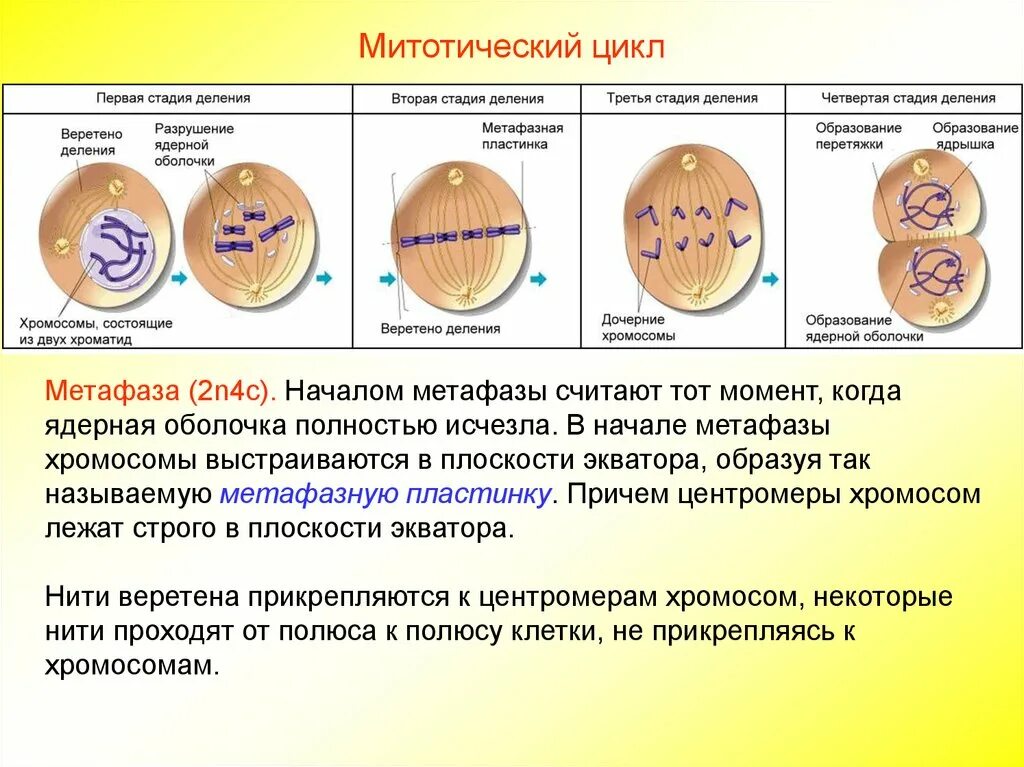 Какое деление клеток характерно человеку. Этапы деления клетки фазы. Митоз биология 8 класс. Митотического цикла клетки. 2 Фаза митоза.