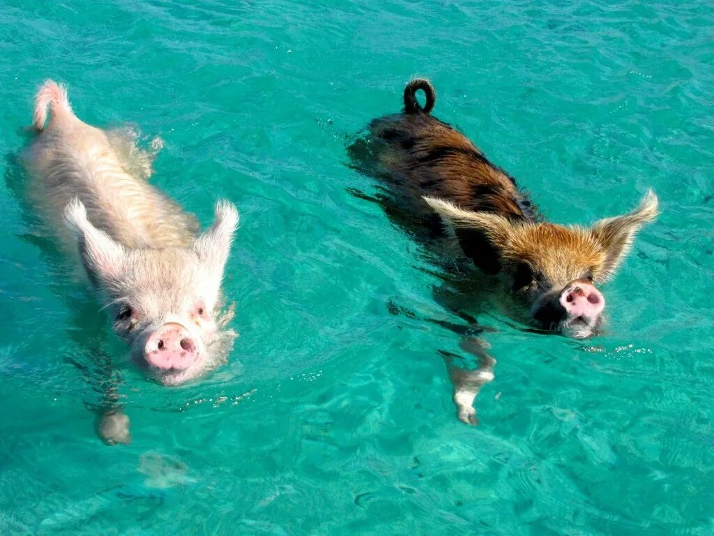 Водоплавающие свиньи Багамы. Остров Пиг Бич Багамы. Морские свиньи Багамские острова. Плавающие хрюшки на Багамских островах. Животные купаются