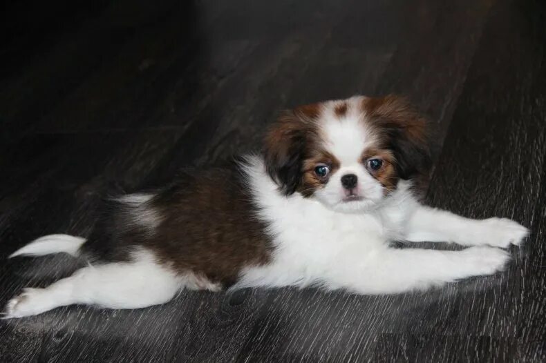 Japanese Chin Breed Information Japanese chin puppies, Japanese chin dog, Japane