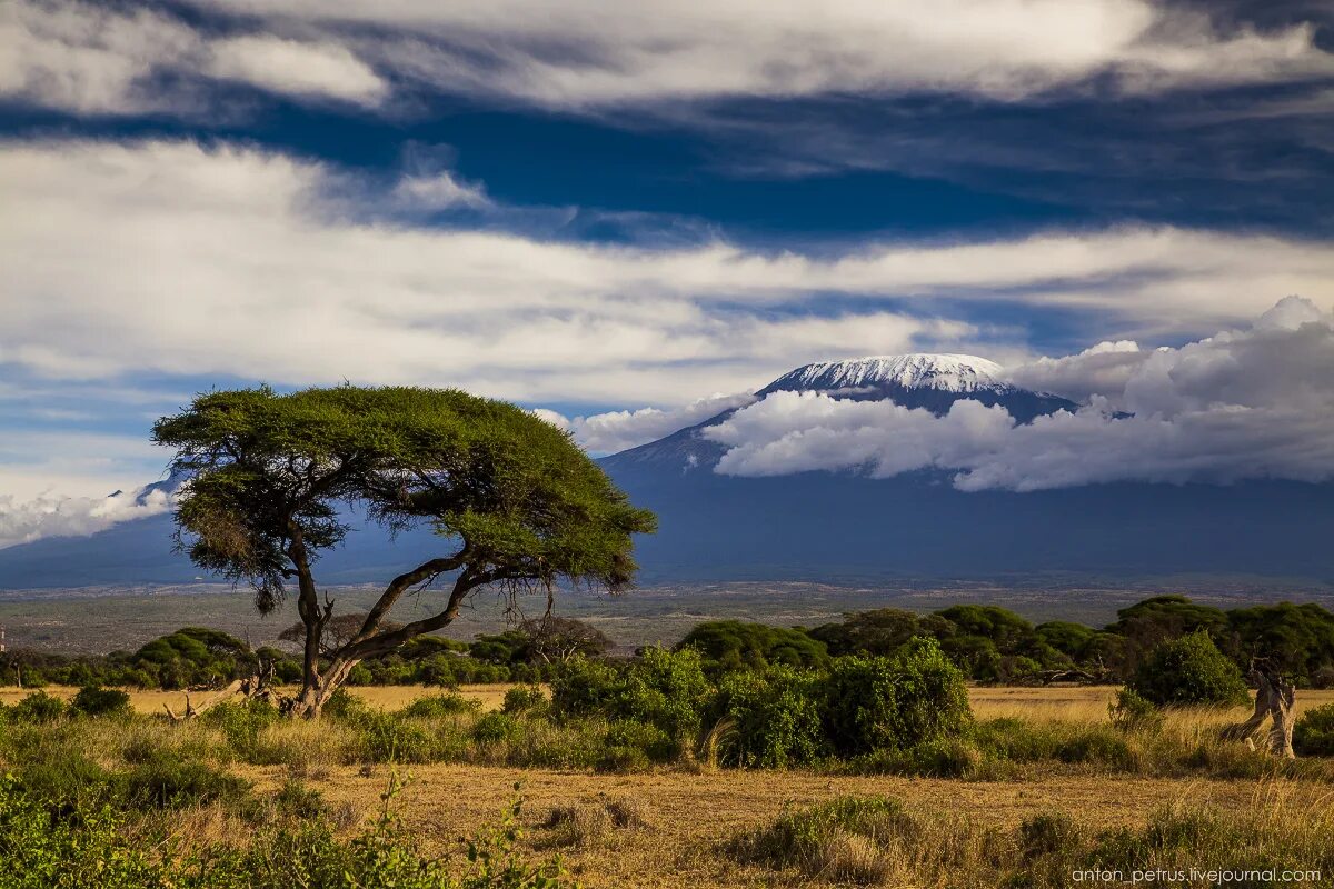 See africa. Национальный парк Амбосели. Амбосели национальный парк Африки. Парк Амбосели Кения. Парк Килиманджаро в Африке.