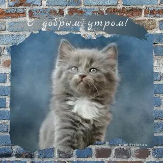 Доброе утро котята с надписями