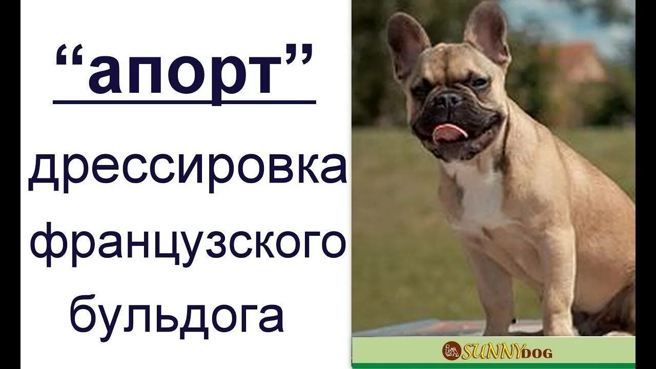 Как воспитывать французского бульдога. Дрессировка французского бульдога. Французский бульдог воспитание. Команды для французского бульдога. Французский бульдог воспитание щенка.