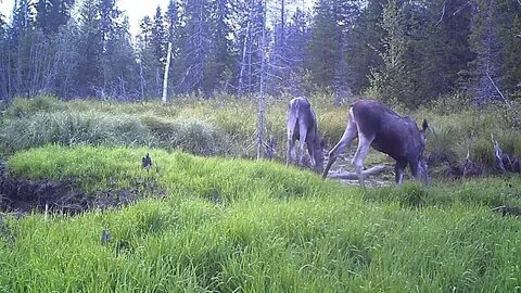 Заповедник ютуб последнее