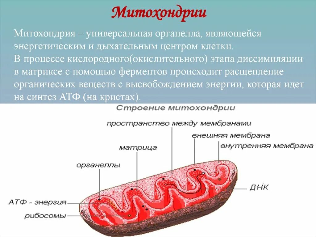 Митохондрии эукариот строение. Прокариотических клетки строение митохондрий. Прокариотическая клетка митохондрия.