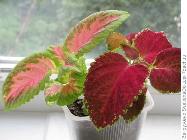 Seeds For Coleus Wizard Scarlet From Outsidepride