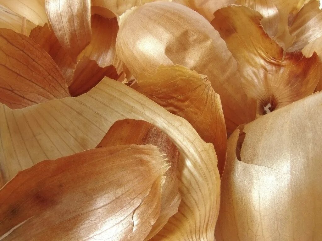 луковая шелуха отвар. луковичная шелуха. лук репчатый. луковая шелуха. шелуха репчатого лука.