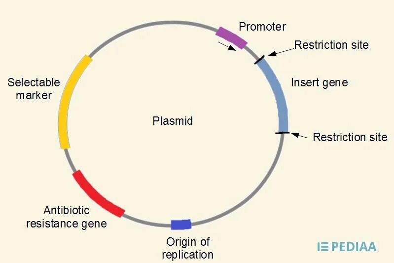 Плазмидами называются. R-плазмиды строение. Строение плазмиды бактерий. Строение плазмид бактерий. Плазмида строение.