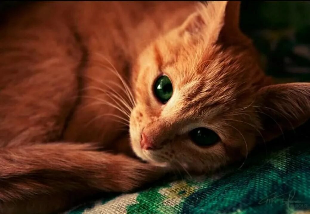 кошка с зелеными глазами. котенок с зелеными глазами. котенок с зелеными глазами. самые красивые кошки. котенок с зелеными глазами.