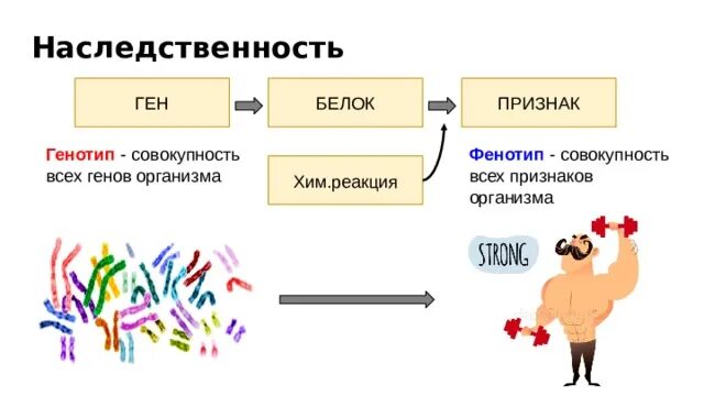 Нести ген. Нести ген