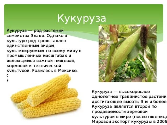 Кукуруза доклад 3 класс. Сообщение о кукльтурном раст. Сообщение о кукурузе. Сообщение о культурном растении. Рассказ о культурном растении.