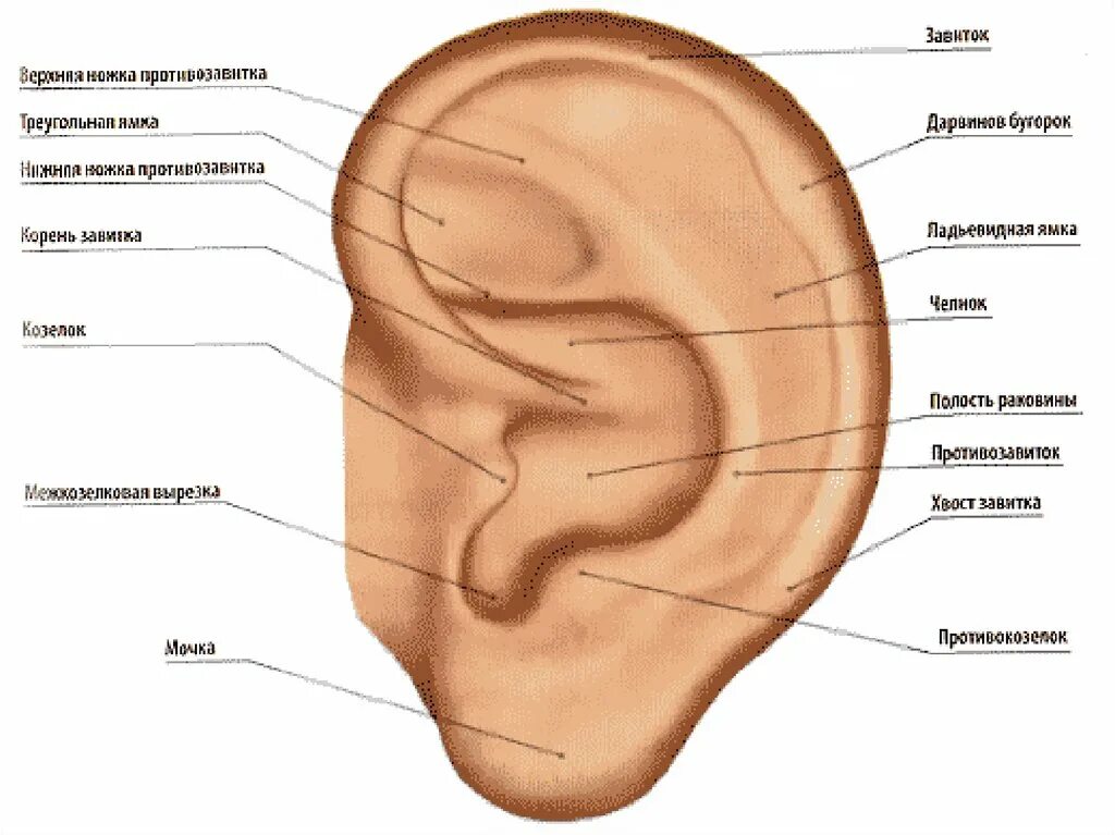 Козелок ушной раковины анатомия. Ушная раковина анатомия строение уха. Строение наружной ушной раковины. Наружная ушная раковина анатомия.