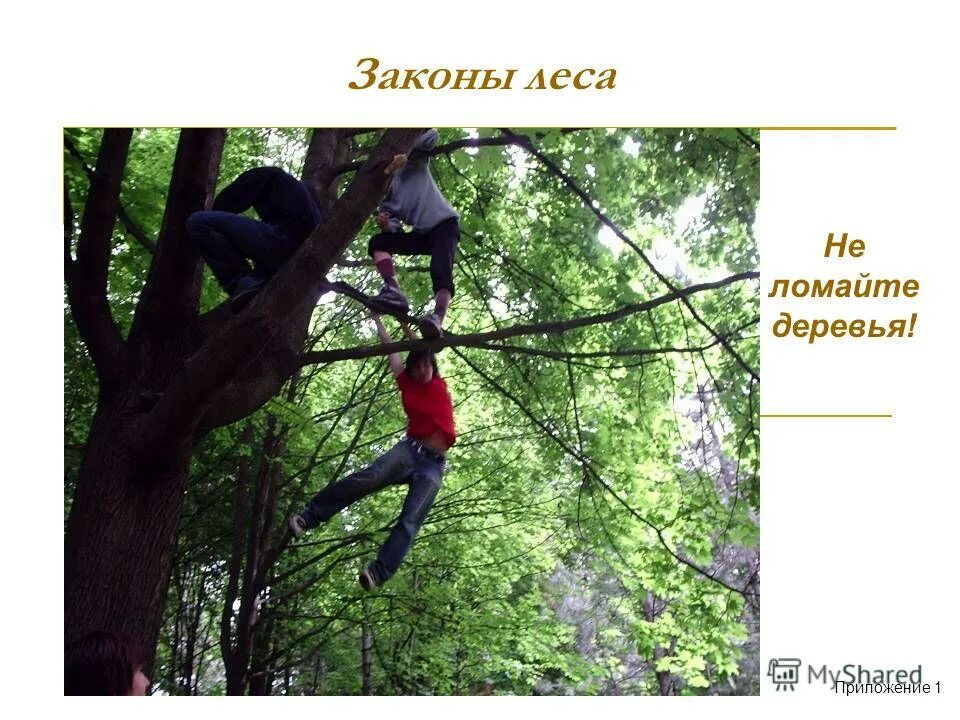 Сломанное дерево в лесу. Упавшее дерево в лесу. Ломать ветки. Ломка деревьев. Не ломайте деревья.