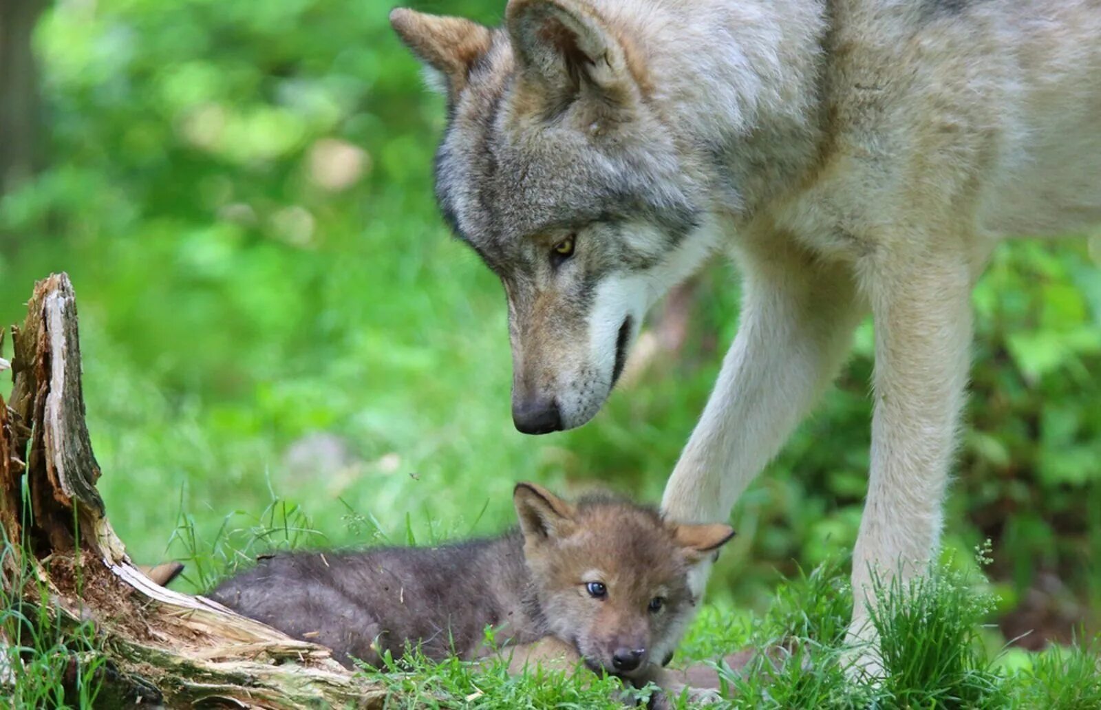 Белки волки 2. Волк волчица и Волчонок. Волк с волчатами. Волчица с волчатами. Лисенок и Волчонок.
