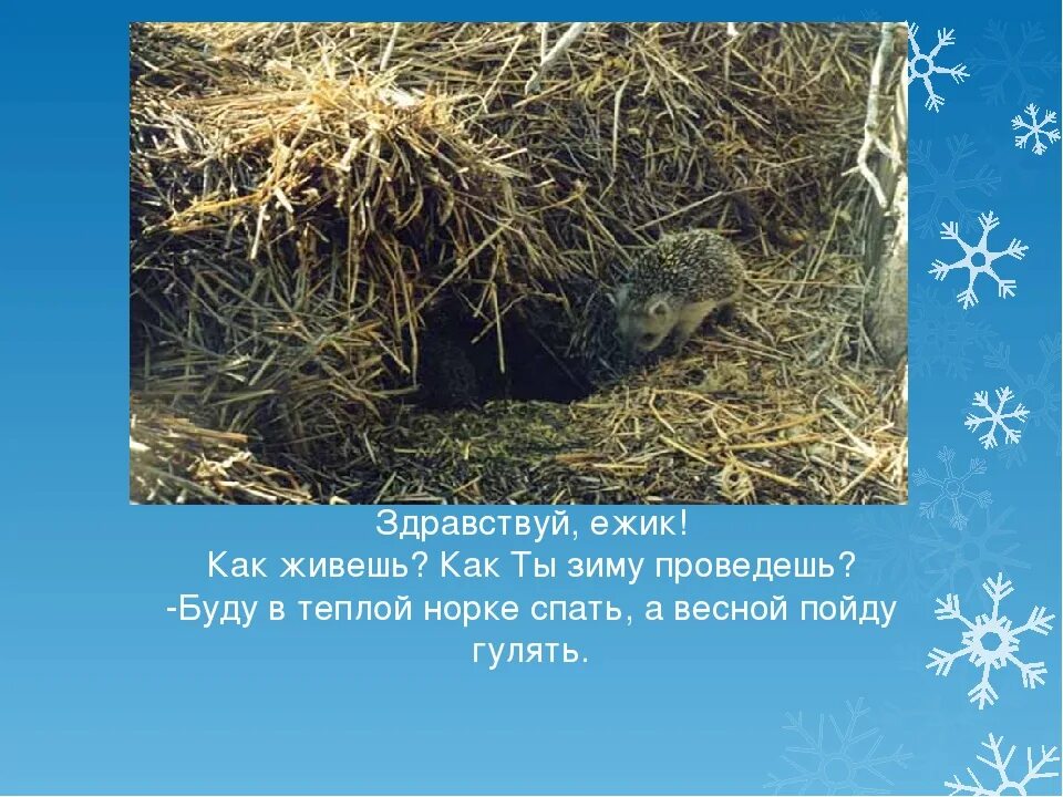 Когда ежи впадают в зимнюю спячку. Ежи впадают в спячку зимой. ежик зимой для детей. ёжики впадают в зимнюю спячку. еж зимует.