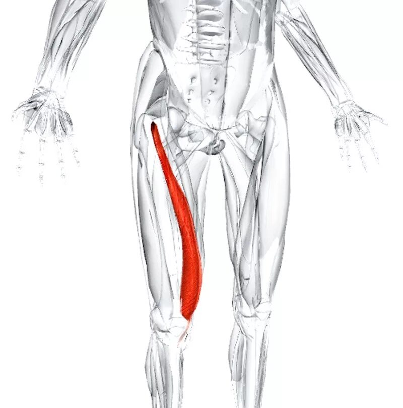 Медиальная широкая мышца бедра анатомия. Латеральная широкая мышца бедра. Латеральная мышца бедра латеральная широкая. Латеральная широкая мышца бедра анатомия.