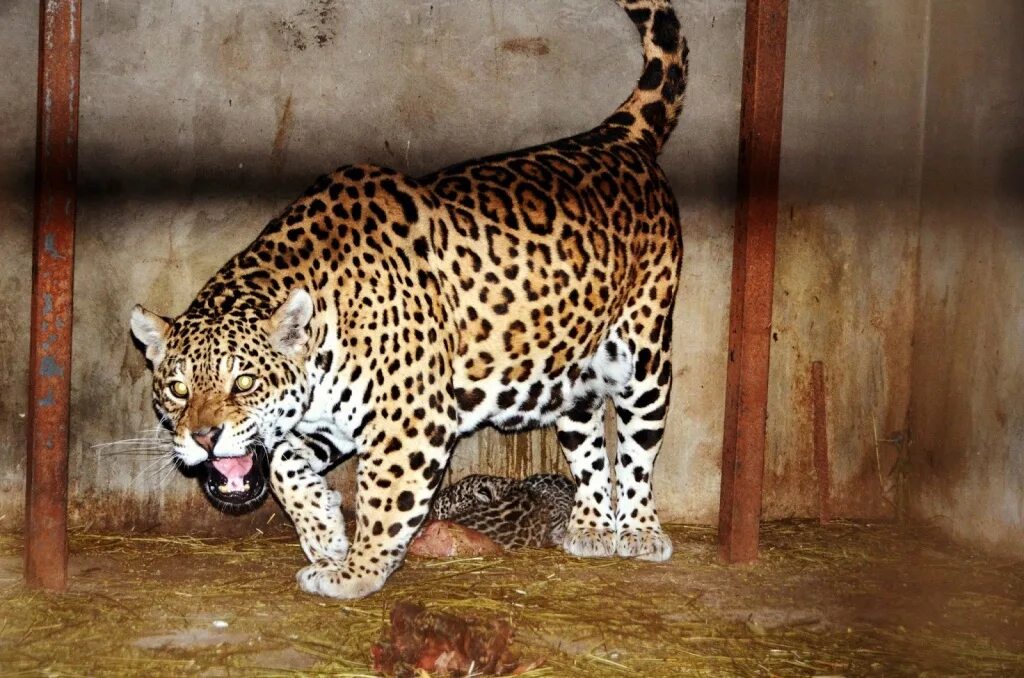 белый львенок и ягуарчик. ягуар в армении. ягуар тайган. парк тайган вольеры леопард. ягуар в тайгане.