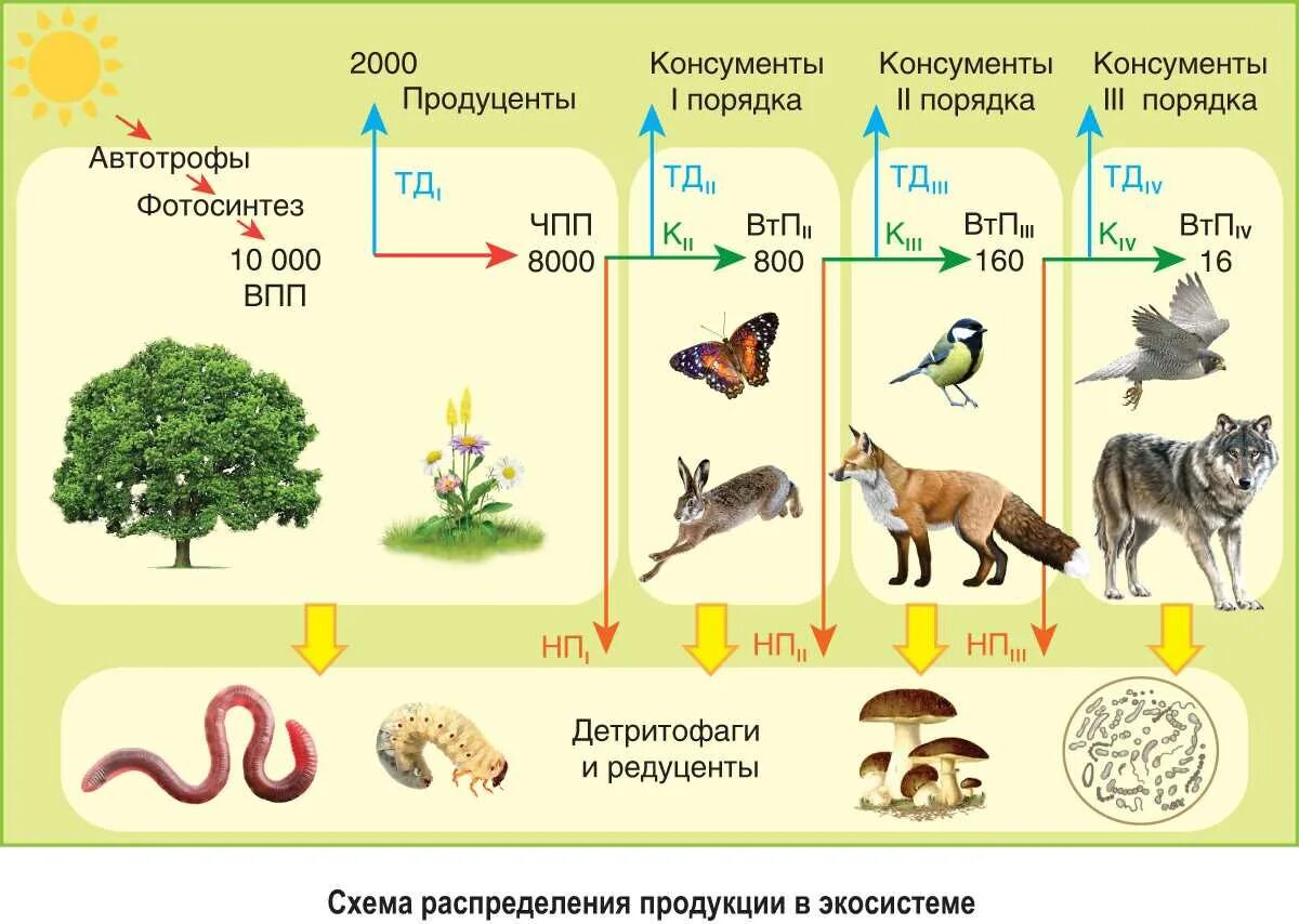 Продуценты ответ 2
