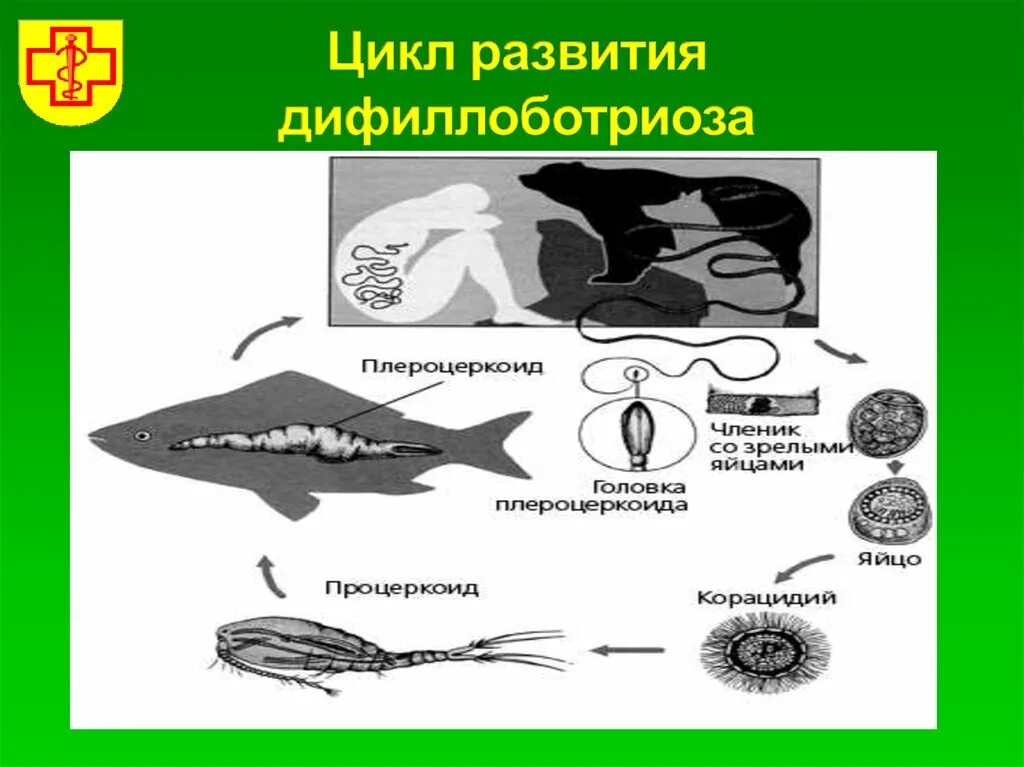 Цикл развития широкого лентеца. Цикл широкого лентеца схема. Цикл развития Diphyllobothrium latum. Широкий лентец цикл развития.