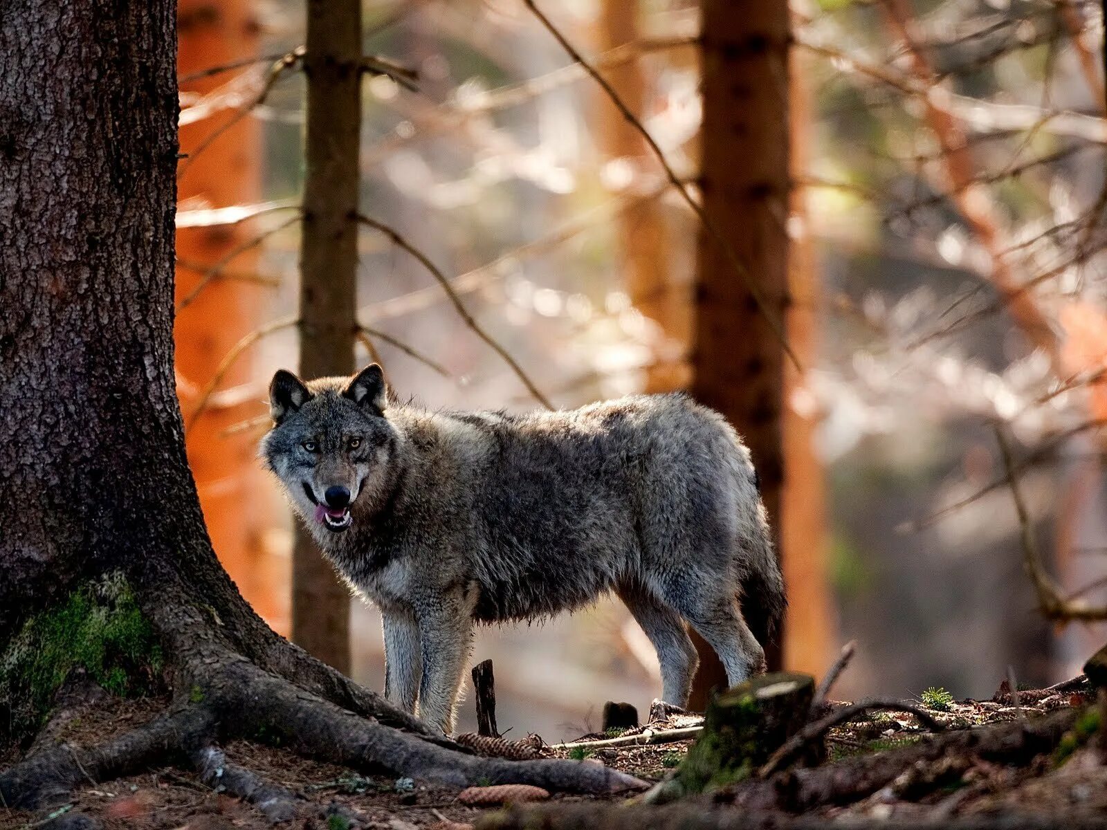 Природу про волков. Волк Дальневосточный. Canis Lupus Тайга. Волк в тайге. Волк серый.