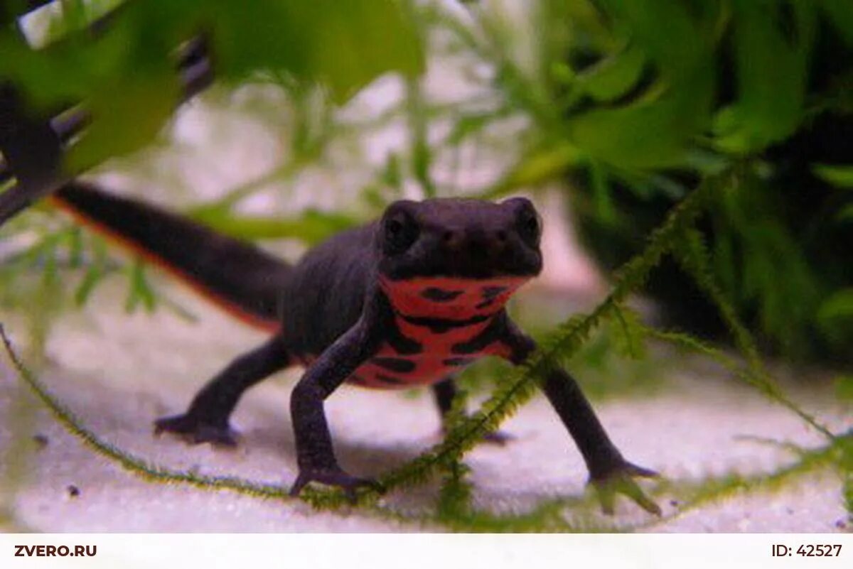 Краснобрюхий тритон. Карликовый огненнобрюхий тритон. Карликовый тритон. Китайский краснобрюхий тритон. Огненнобрюхий тритон.