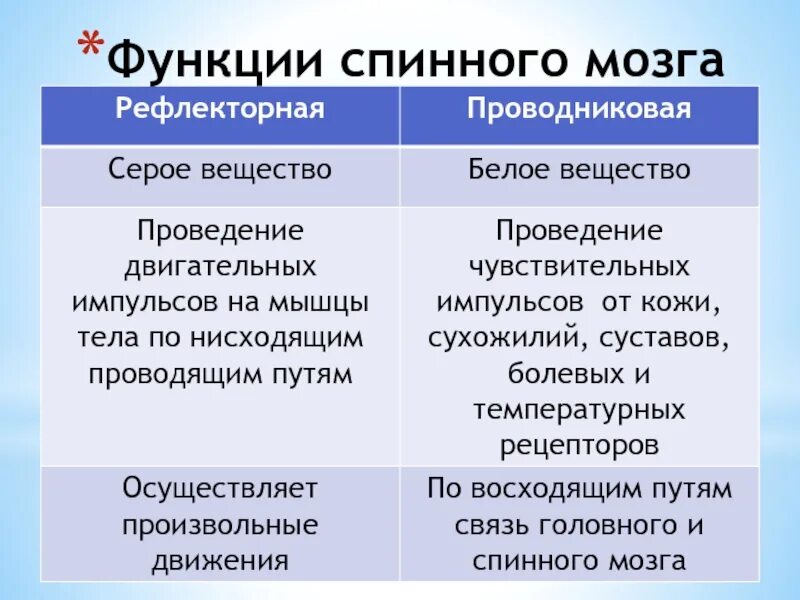 Какую функцию выполняет серое вещество мозга. Функции серого вещества спинного мозга. Строение и функции спинного мозга мозга таблица. Функции серого и белого вещества спинного мозга. Серое вещество особенности строения и функции.