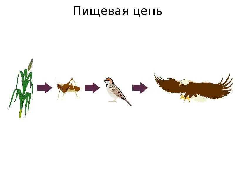 Цепочка питания. Пищевая цепочка 2 класс. Длинная пищевая цепочка. Смешная пищевая цепочка. Цепь питания моря 5 класс биология