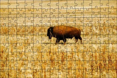 Alone with wildlife