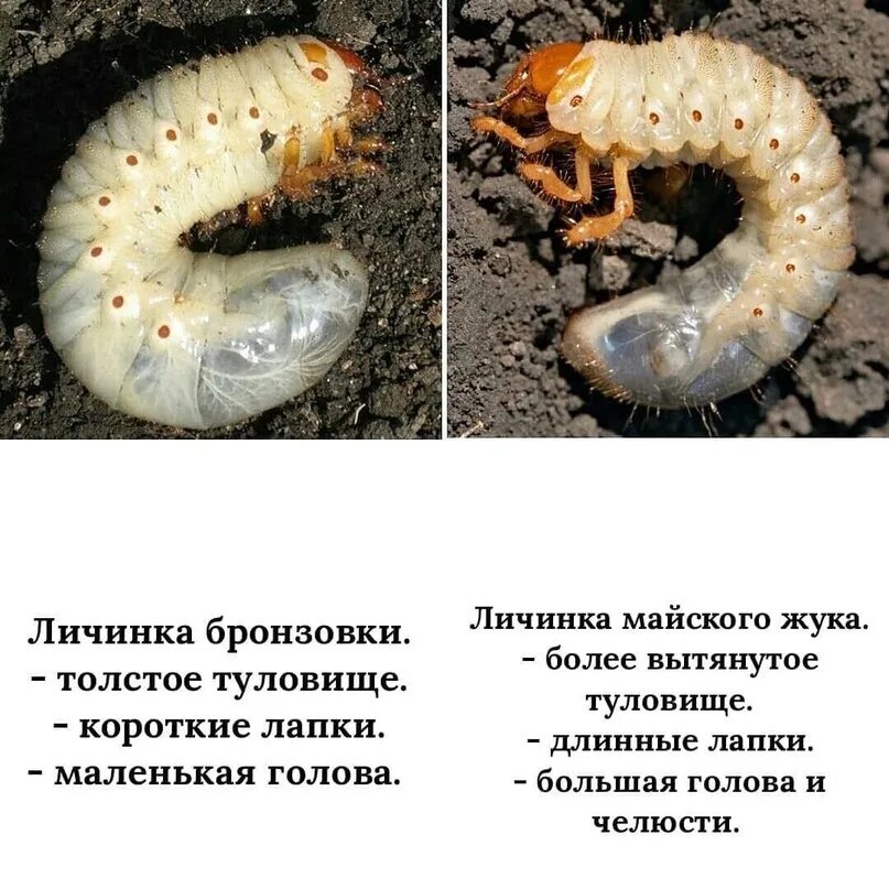 Как отличить хруща от бронзовки. Личинка бронзовки и майского жука. майский жук b ,hjypjdrfличинка.