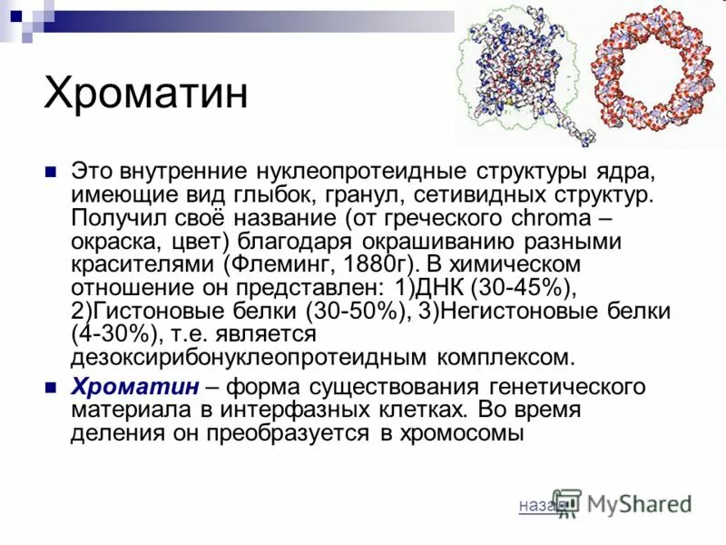 Генетически активный хроматин