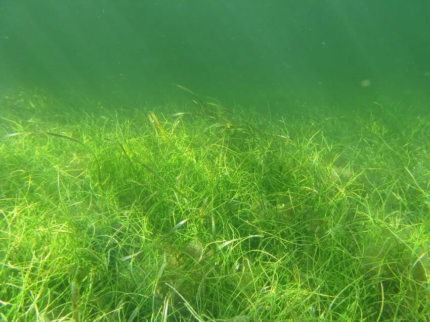 Морское дно с водорослями. Подводные растения. Морская трава. Водоросли пресных водоемов. Опускался вечер через прибрежные заросли ответы