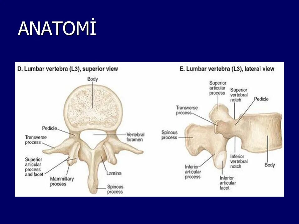 Erector spine block cervical. Lamina arcus vertebrae. Тип a2 по ao spine. Enslaved vertebrae. Canalis vertebralis.